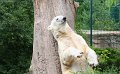 knut-zoo-berlin (23)